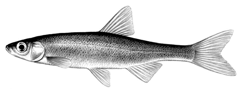 Anaecypris hispanica_01.jpg